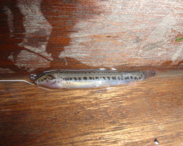 An image of a fish