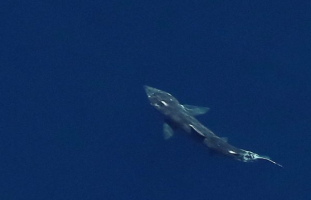 Image of a basking shark