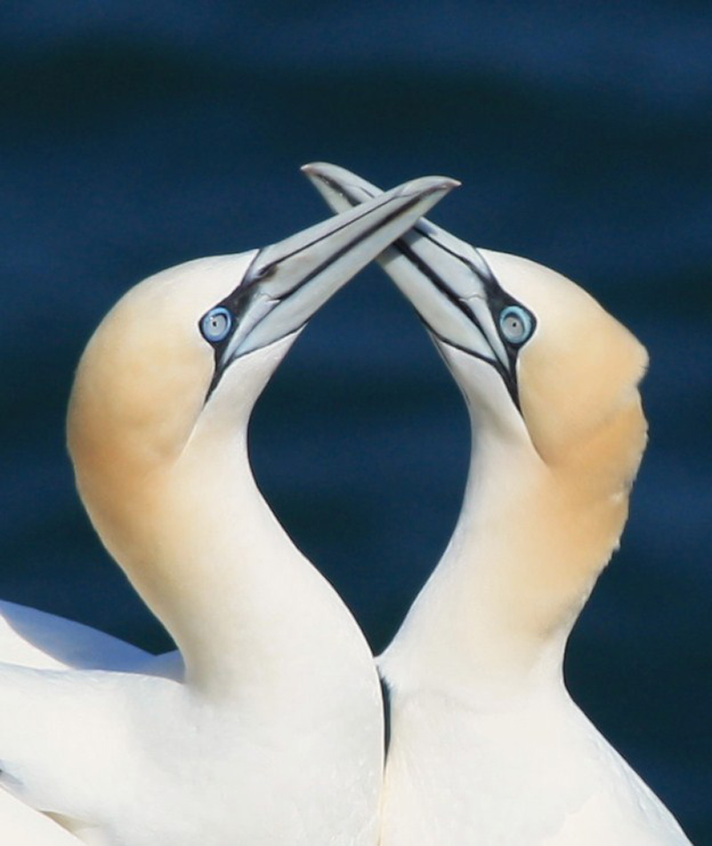 a pair of gannets
