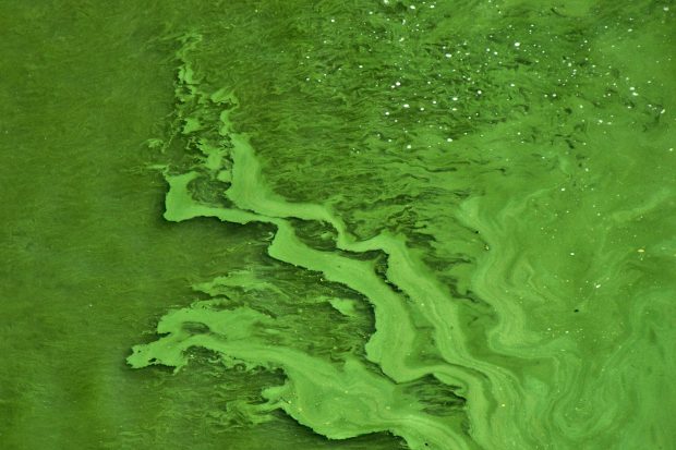 The downside of a long hot summer… algal blooms Thumbnail