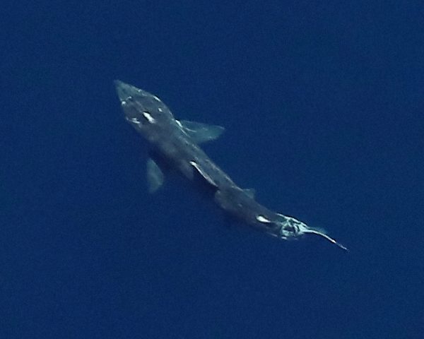 Aerial view of a basking shark