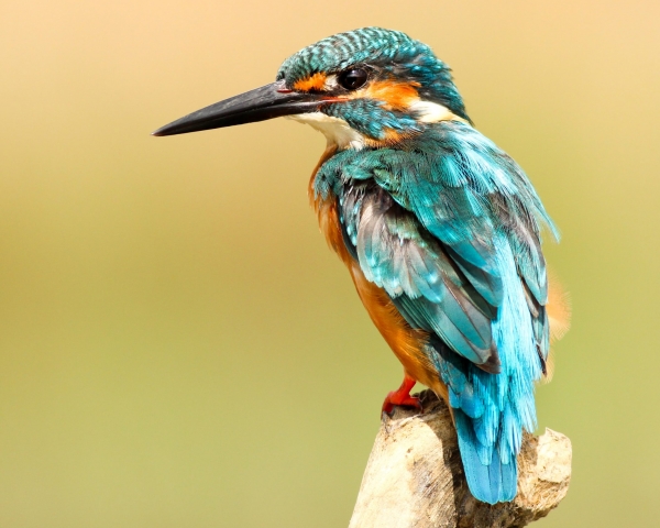kingfisher closeup