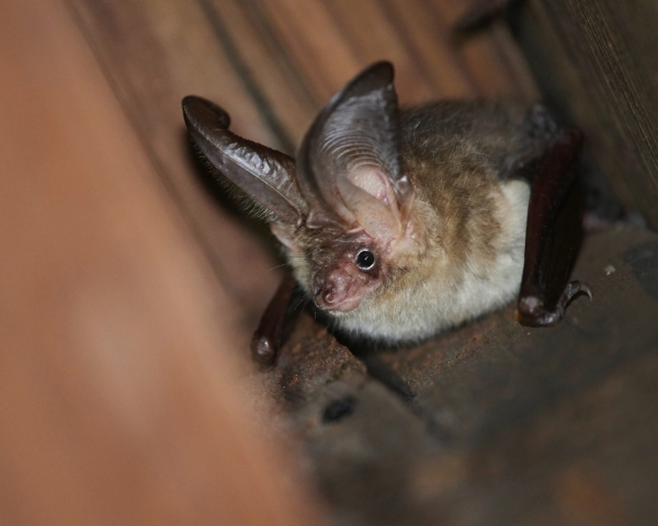 Plecotus auritus - Brown long-eared bat