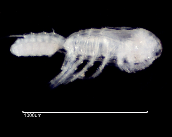 Copepod from the side closeup