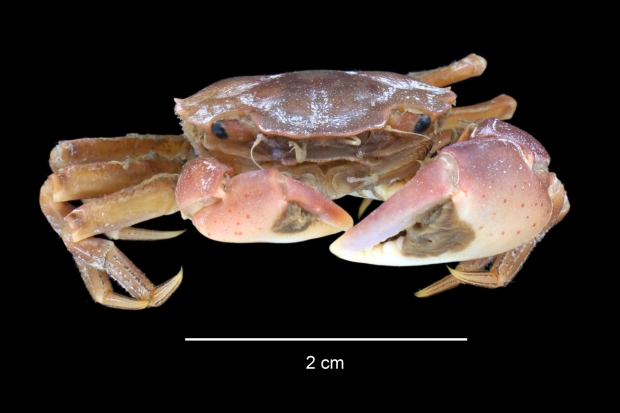 How are invasive and non-native species found and recognised? Thumbnail