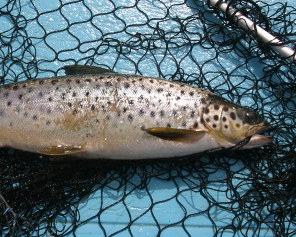 Fish assessment