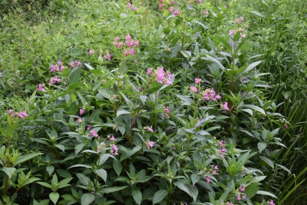 Invasive and Non-Native Species (INNS) in the terrestrial environment Thumbnail