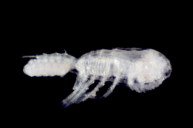 Detecting non-native copepods in the UK Thumbnail