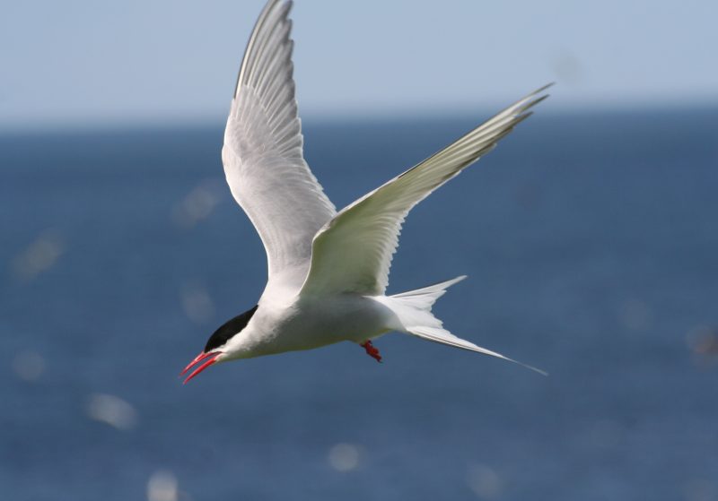 Tern up close