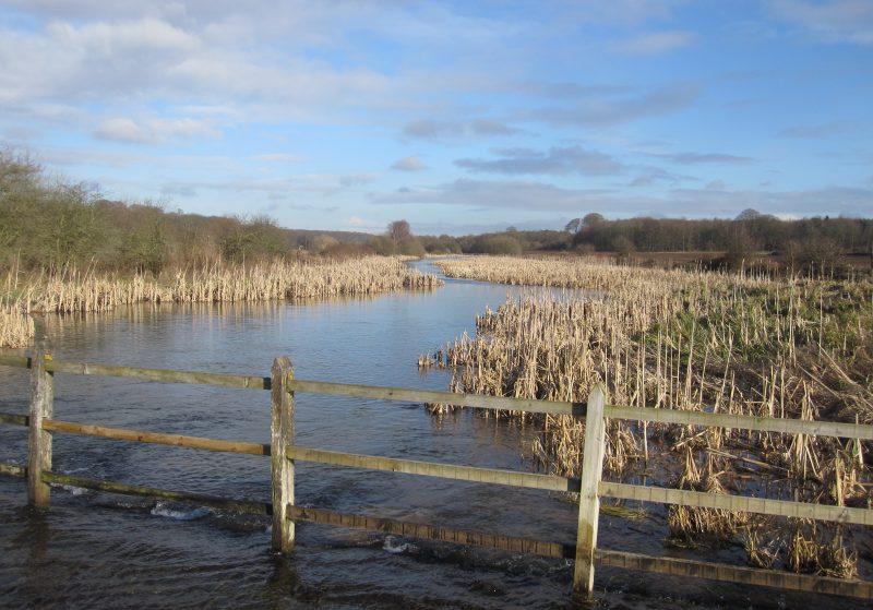 River with high flow and flooded banks