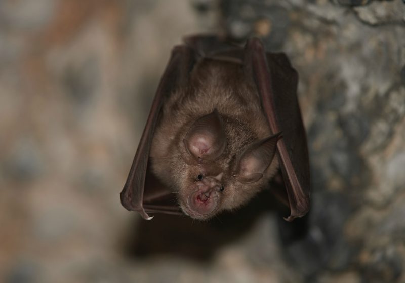 Greater horseshoe bat upside down
