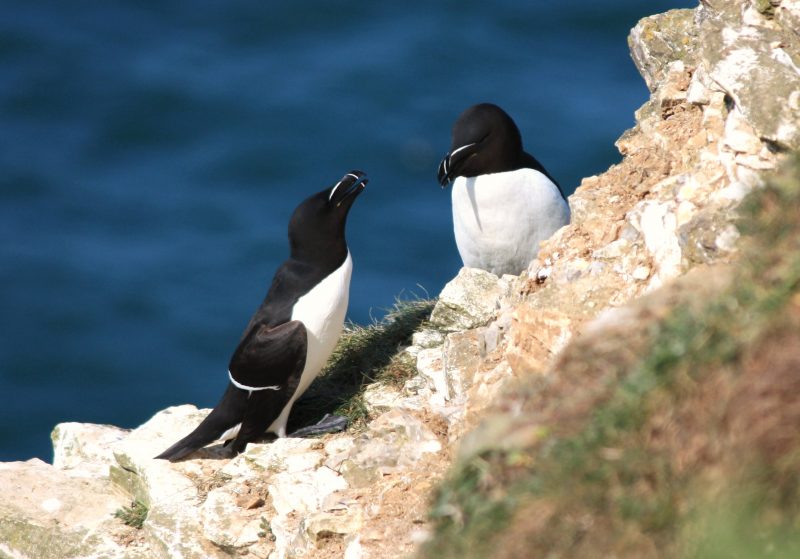A pair of razorbills