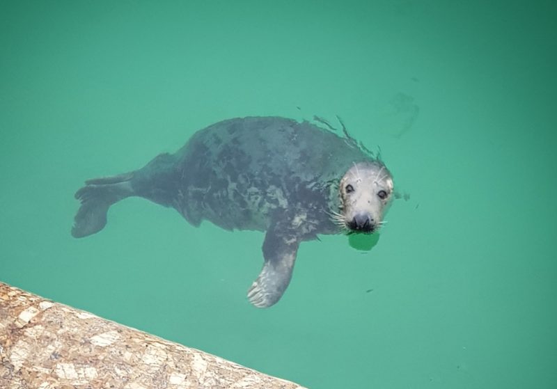An image of a seal underwater