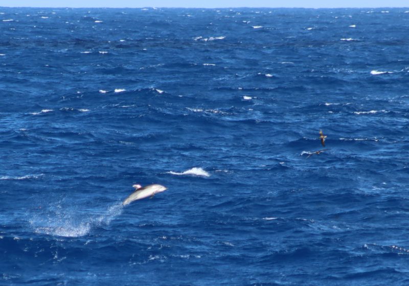 Striped Dolphin mid jump