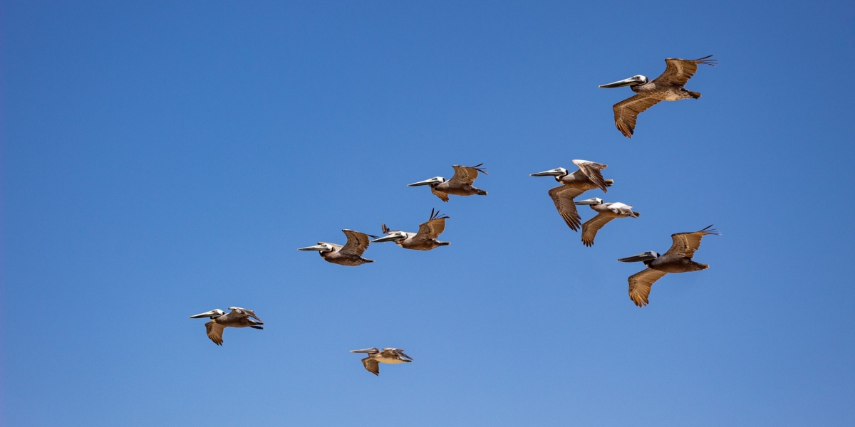 Flock of birds in flight