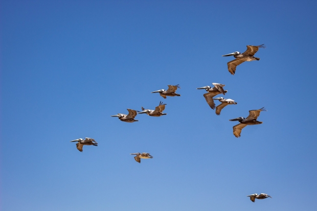 APEM pioneers the use of LiDAR to record bird flight heights Thumbnail