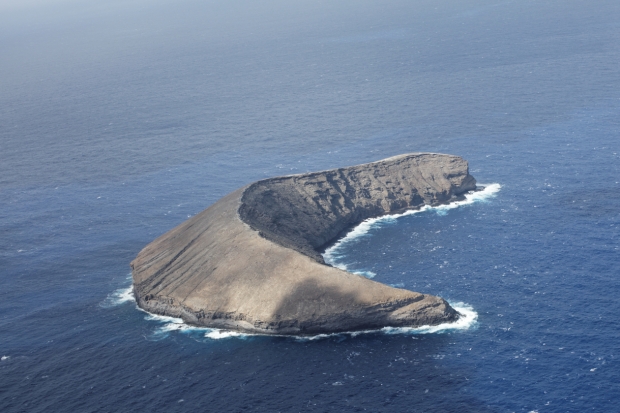 APEM returns to Hawaii for bird surveys Thumbnail