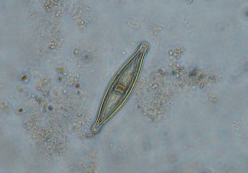Pennate diatom