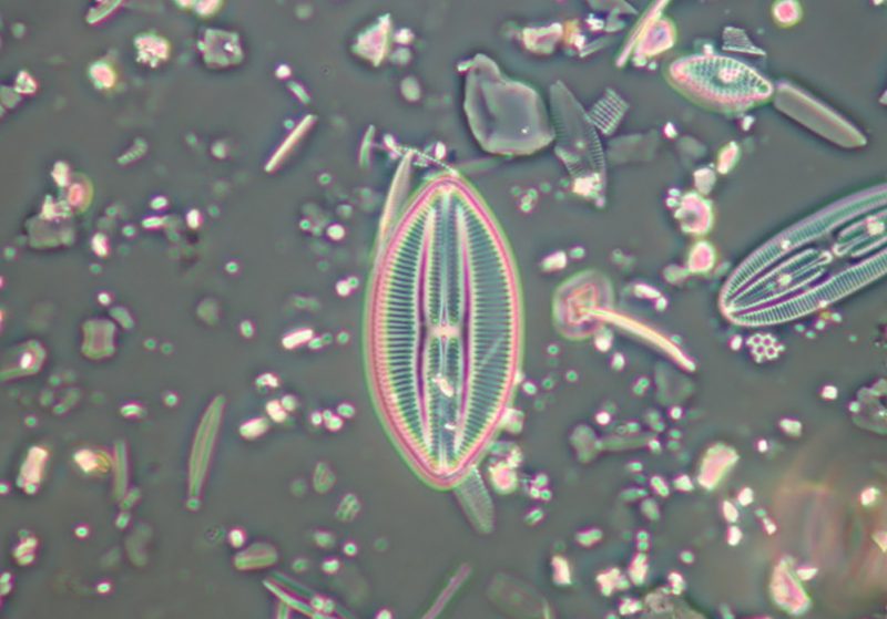 Lyrella lyra diatom