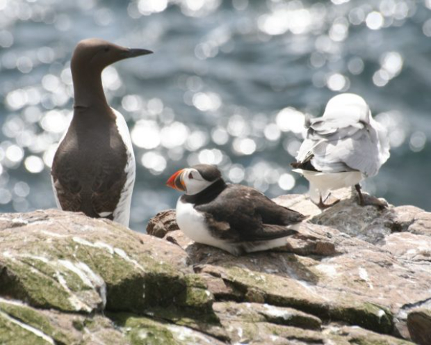 image of birds on a cliff