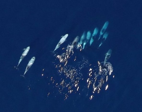 An image of a pod of pilot whales