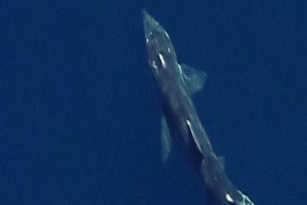 First year of world-leading surveys completed Thumbnail