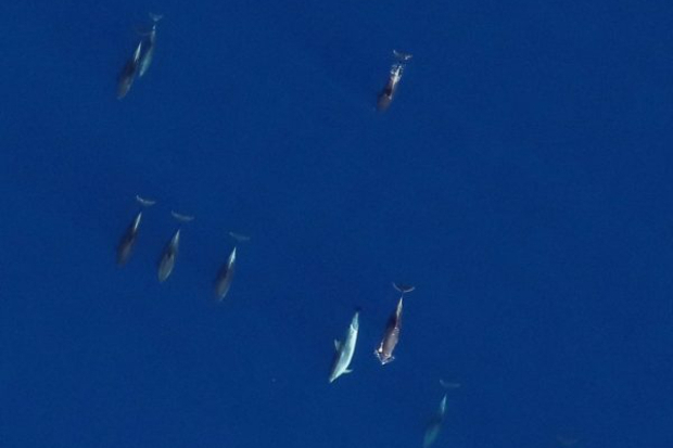 APEM hosts marine mammal survey workshop Thumbnail