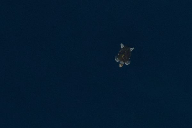 Major offshore wildlife survey as Carolinas prepare for offshore wind Thumbnail