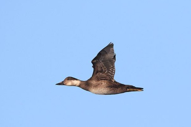 Aerial surveys in Carmarthen Bay SPA get common scoter in focus Thumbnail