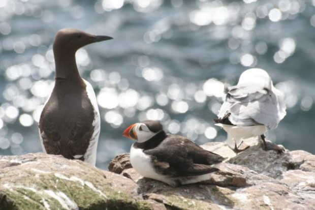 Moray East OWF wildlife surveys completed Thumbnail
