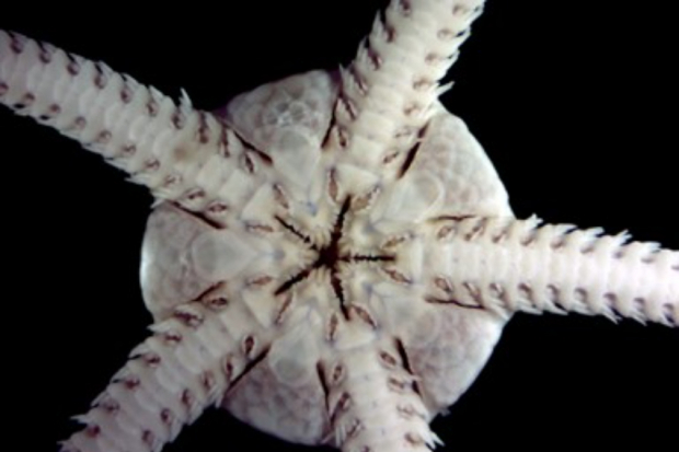 APEM set the standard with draft Taxonomic Discrimination Protocol (TDP) Thumbnail
