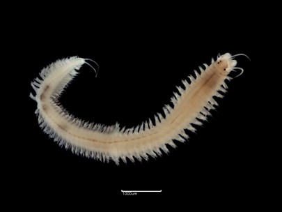 An image containing a close up of worm Alitta succinea