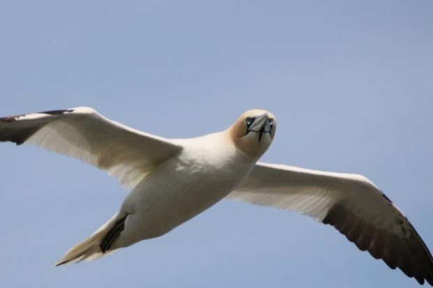Wind farms are safer for gannets than thought Thumbnail