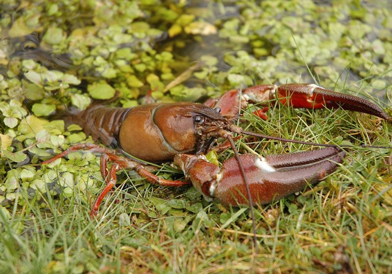 APEM-invasive signal crayfish