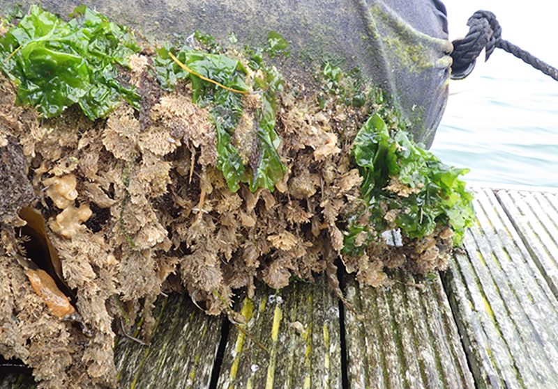 APEM-invasive Tricellaria inopinata