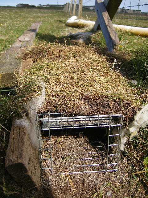 APEM hedgehog trap