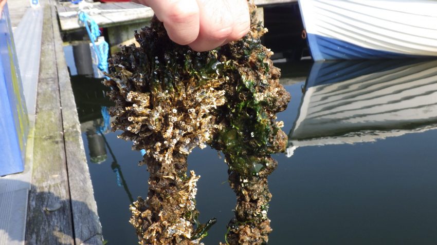 An image of a trumpet tube worm growing on a discarded boat line
