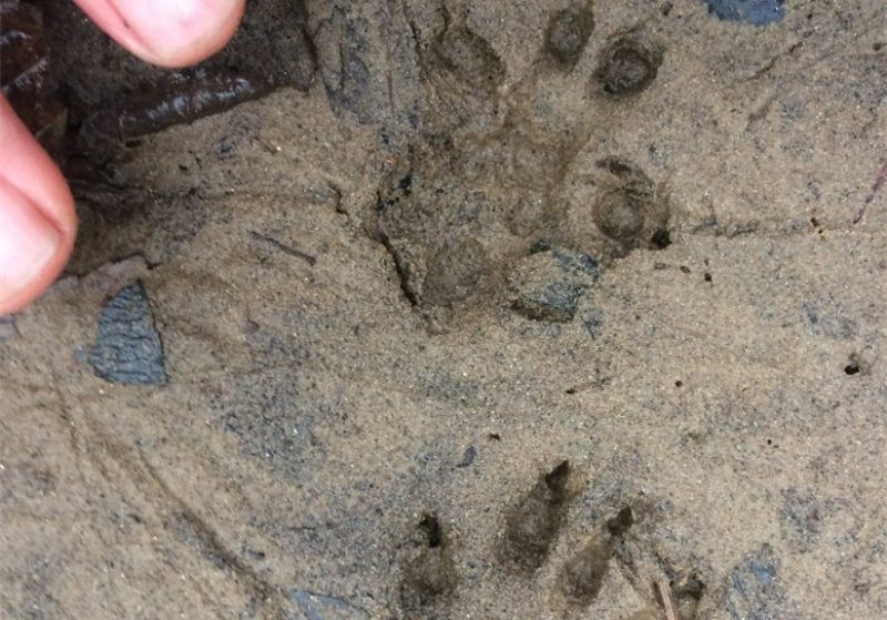 An image of two footprints