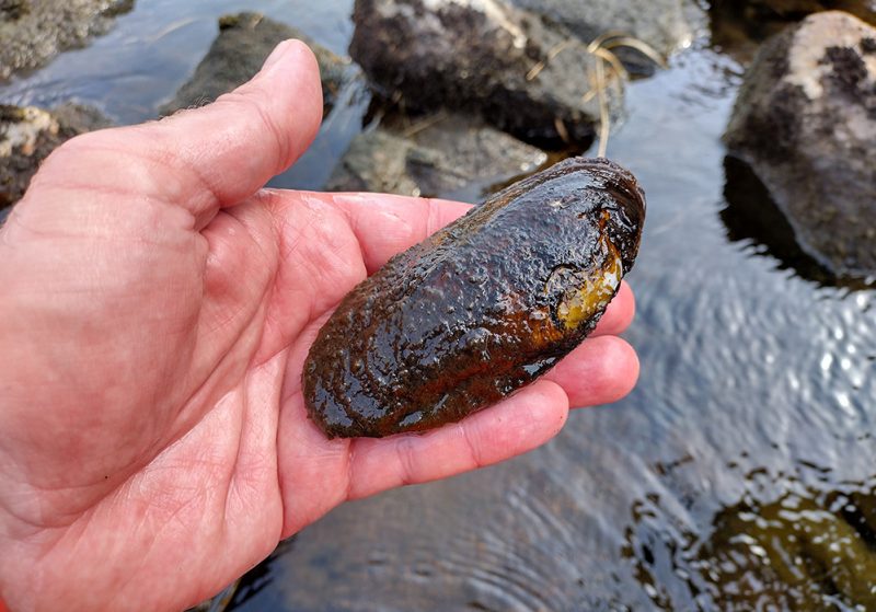 A freshwater pearl mussel in a hand