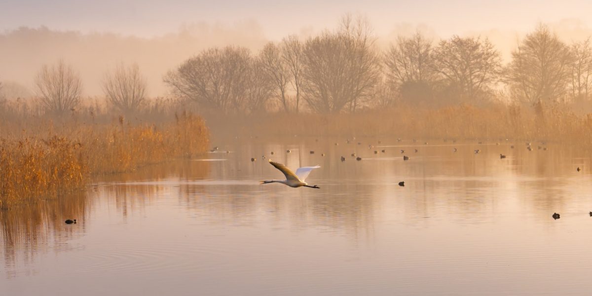 Swan flying over water