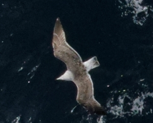Ultra-high resolution image of a great black-backed gull