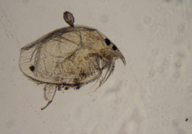 Microscopic zooplankton