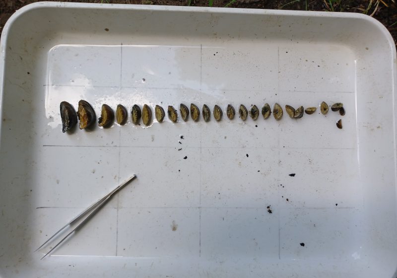 An image of the invasive zebra mussel (Dreissena polymorpha)