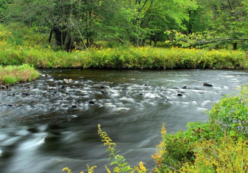 An image of a stream